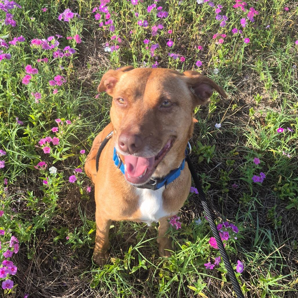 Enlarge Isabelle, a Adoptable Mixed Breed in Lake Panasoffkee, FL image 2/6