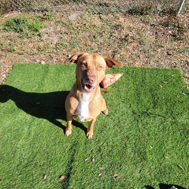 Enlarge Isabelle, a Adoptable Mixed Breed in Lake Panasoffkee, FL image 2/5