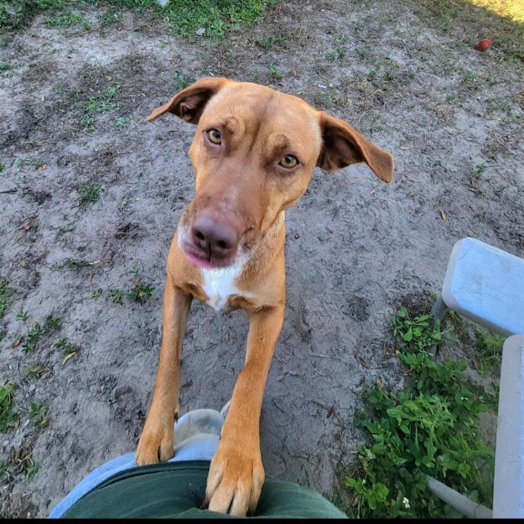 Enlarge Isabelle, a Adoptable Mixed Breed in Lake Panasoffkee, FL image 3/5