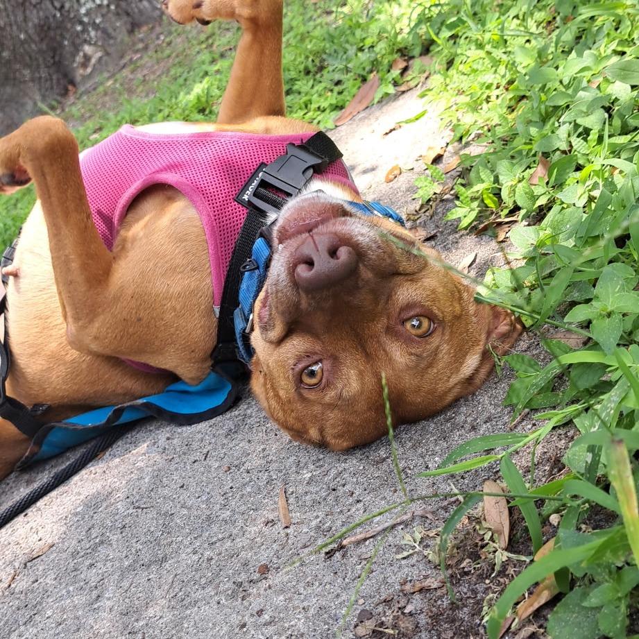 Isabelle, a Adoptable Mixed Breed in Lake Panasoffkee, FL image 4/6