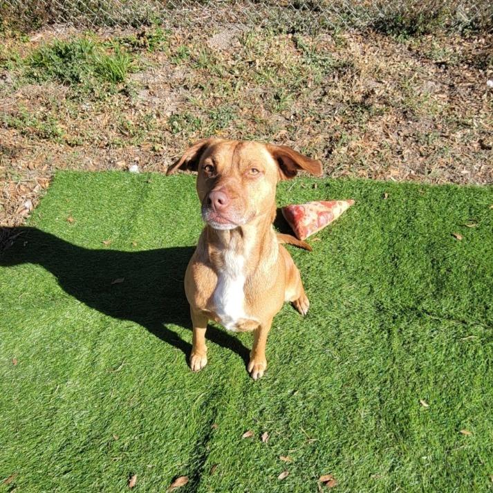 Enlarge Isabelle, a Adoptable Mixed Breed in Lake Panasoffkee, FL image 4/5