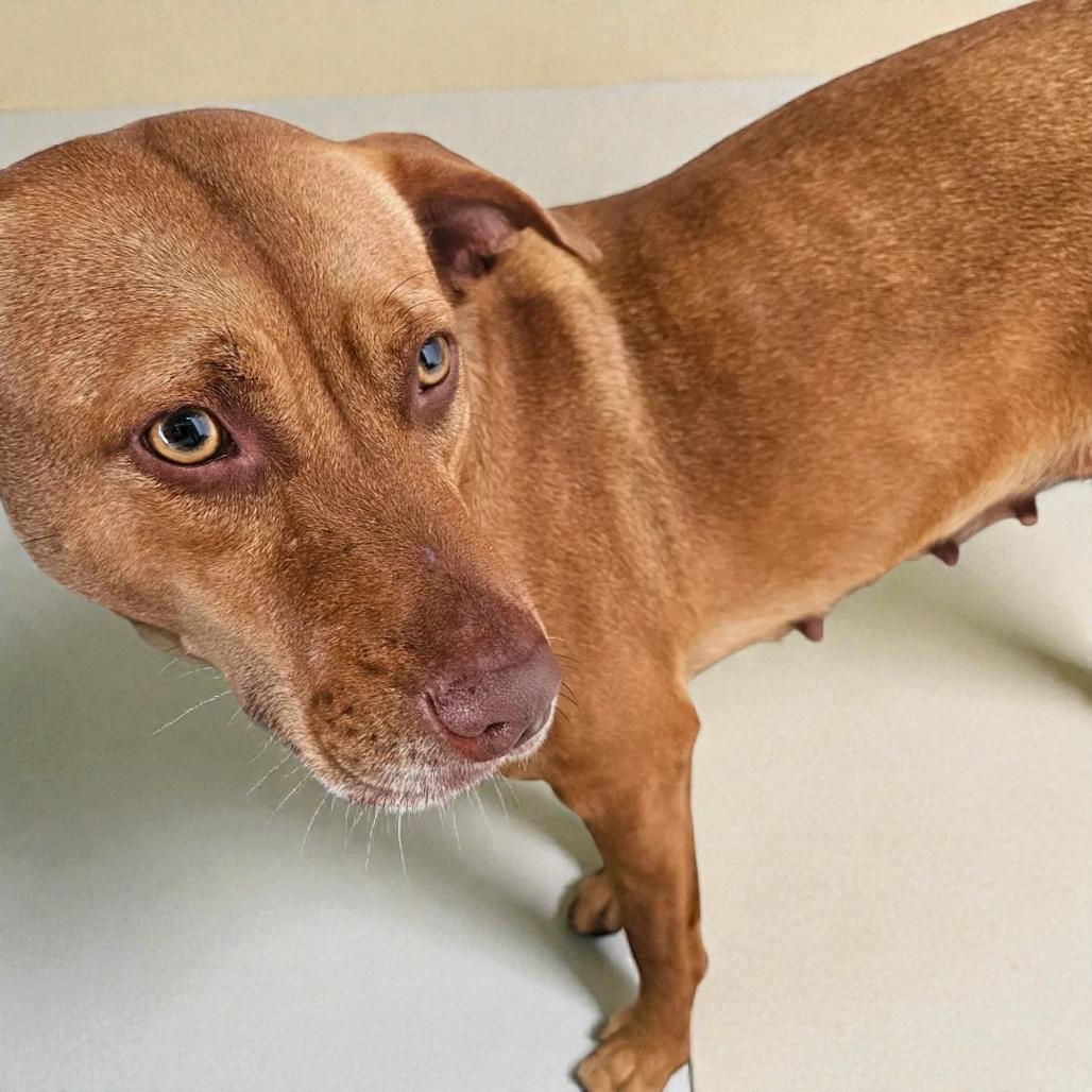 Enlarge Isabelle, a Adoptable Mixed Breed in Lake Panasoffkee, FL image 5/5