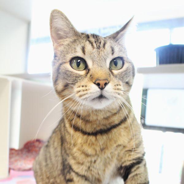 Enlarge Mary, a Adoptable mixed breed in Des Moines, IA image 1/1