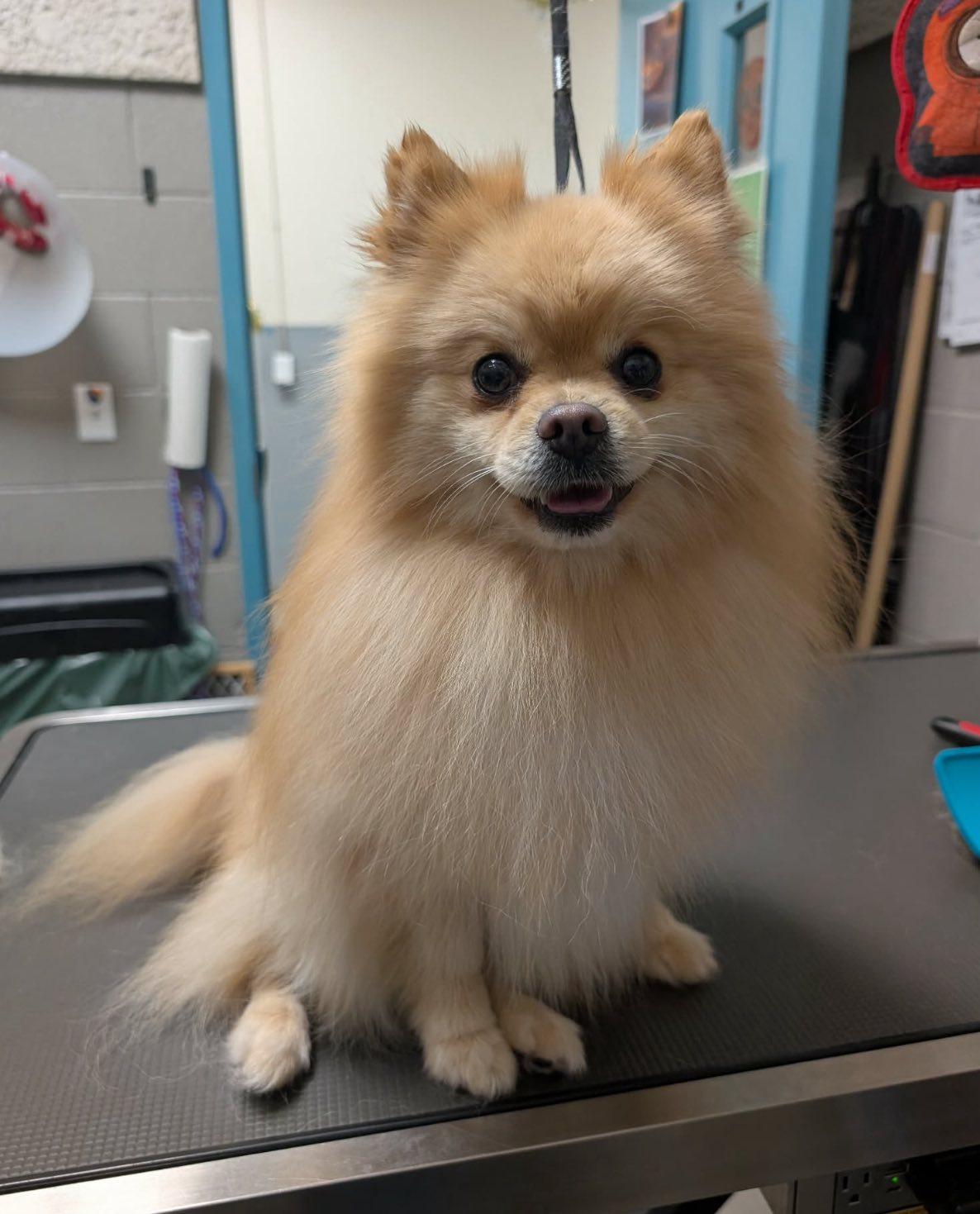 Enlarge Ziggy, an adopted Pomeranian in Henderson, NV image 6/6