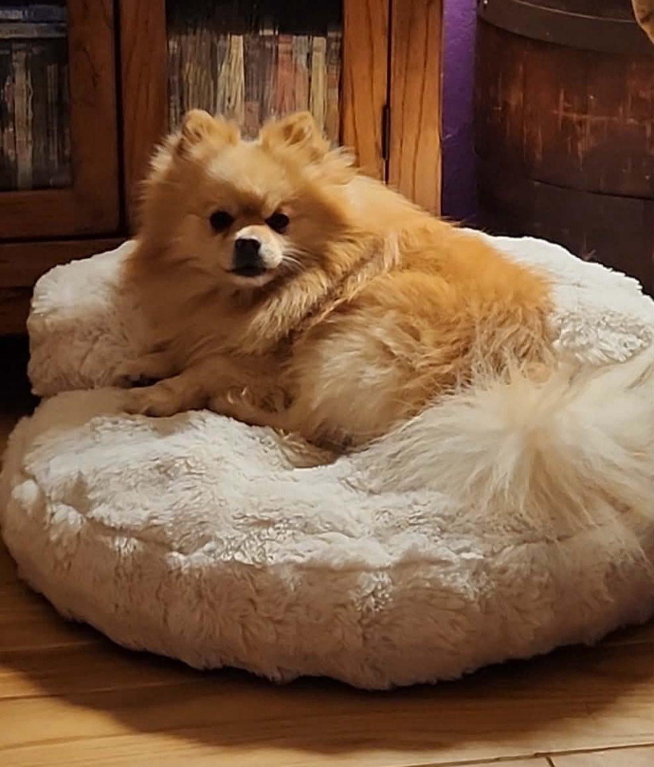 Enlarge Ziggy, an adopted Pomeranian in Henderson, NV image 4/6