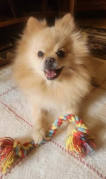 Enlarge Ziggy, an adopted Pomeranian in Henderson, NV image 1/6