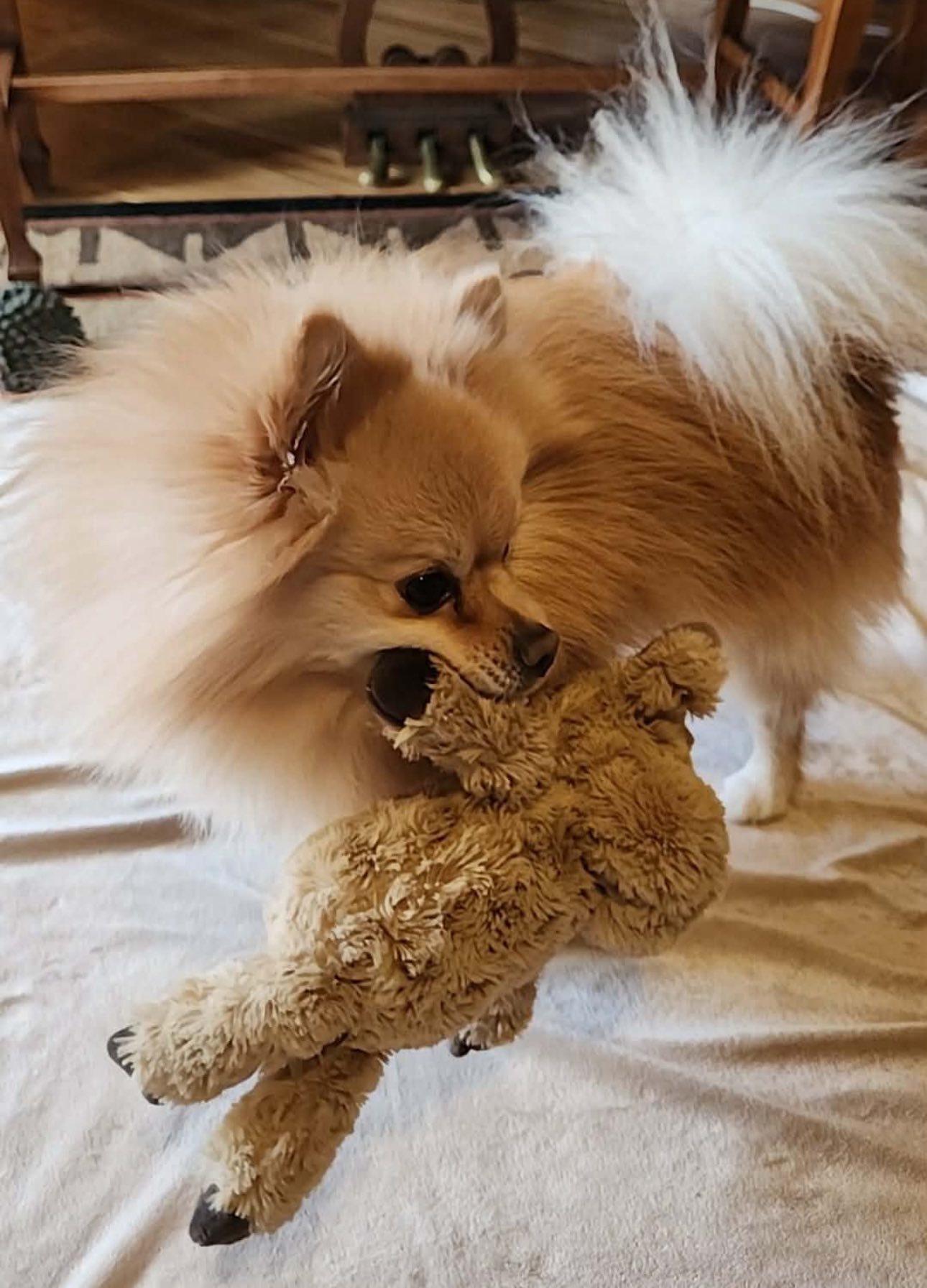 Enlarge Ziggy, an adopted Pomeranian in Henderson, NV image 3/6