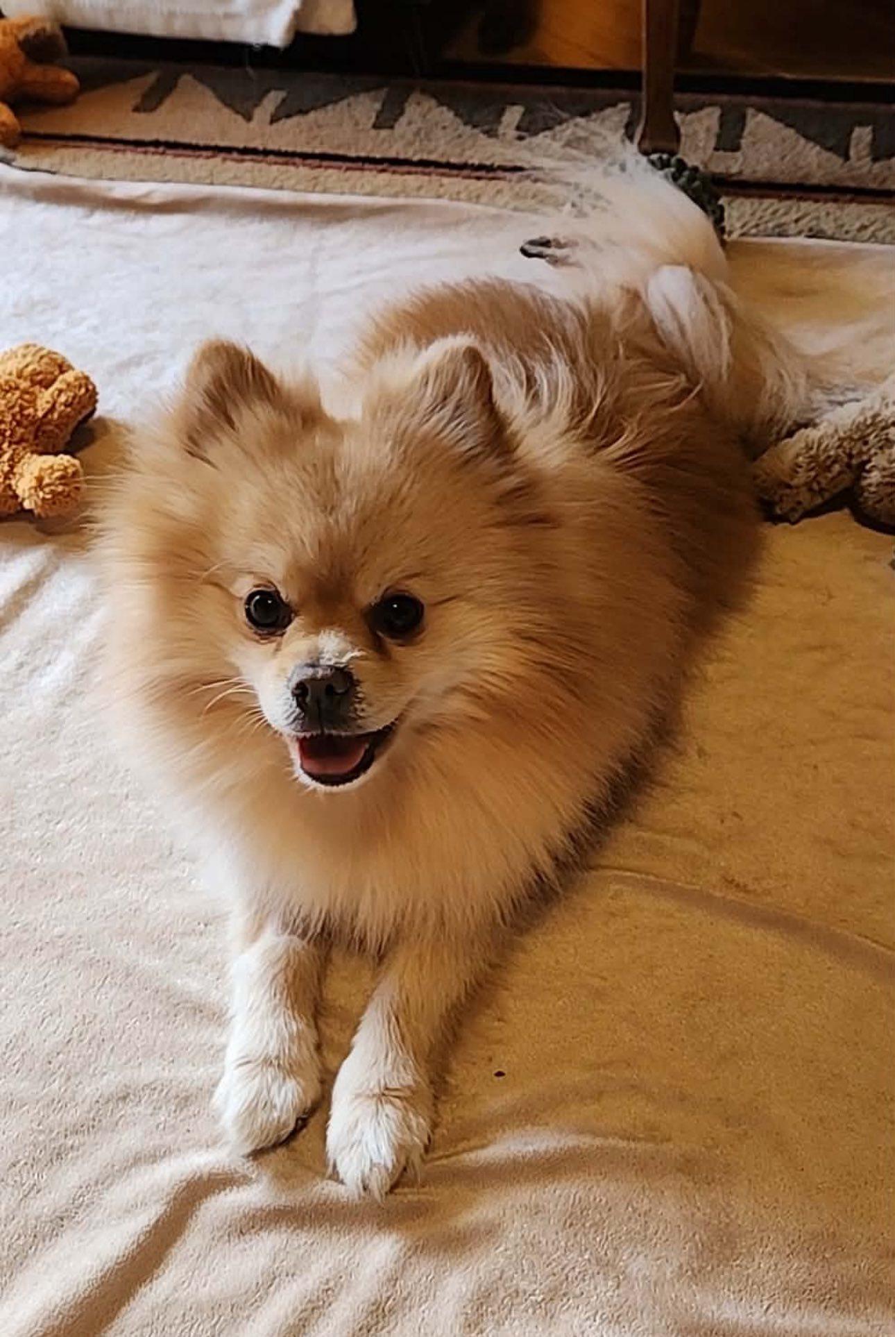 Enlarge Ziggy, an adopted Pomeranian in Henderson, NV image 2/6