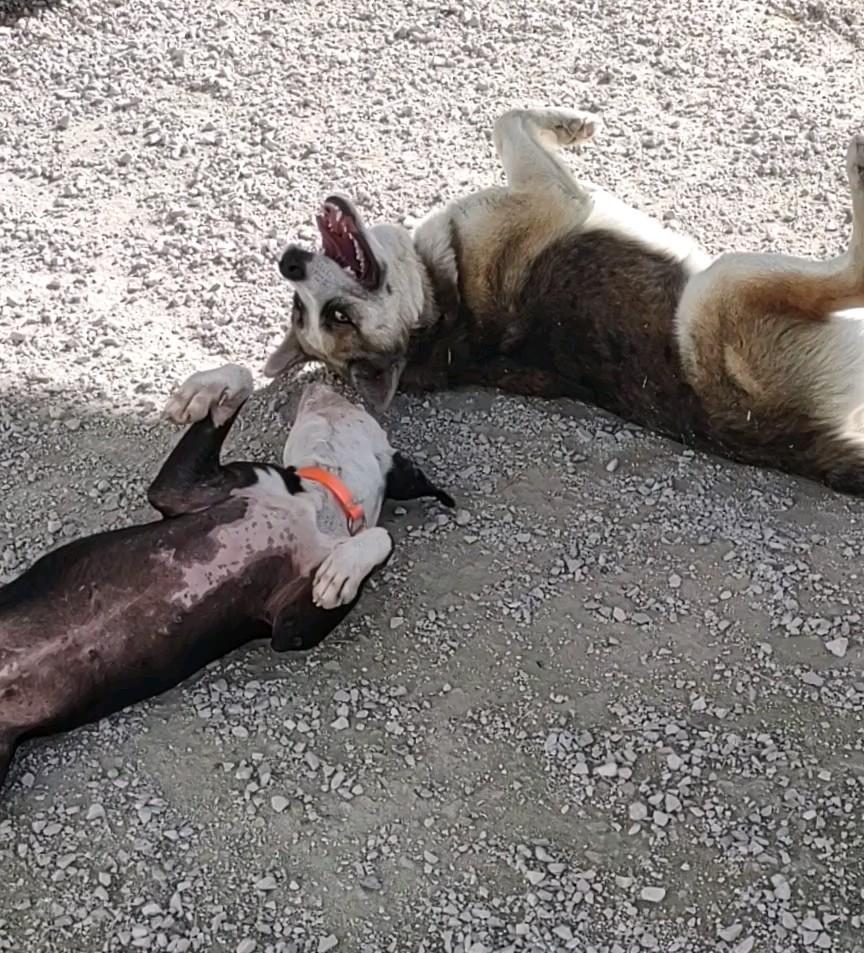 Enlarge Bernie, a Adoptable mixed breed in Clay City, KY image 5/5