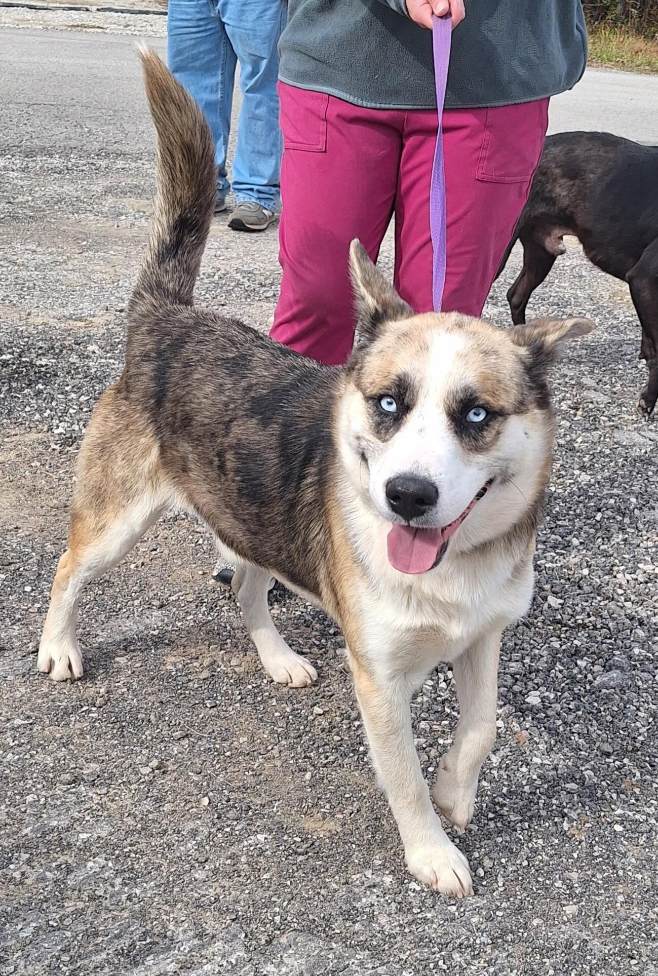 Bernie, Adoptable, Young Male Husky.
