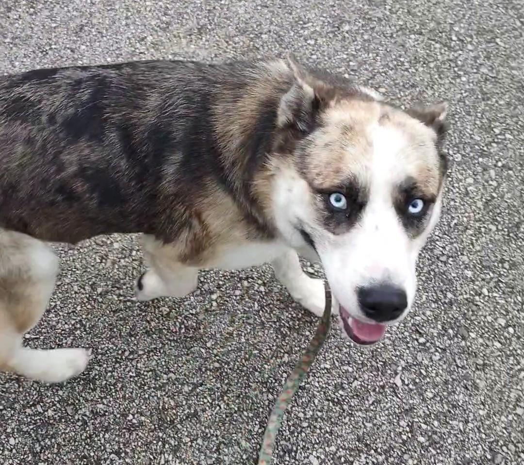 Enlarge Bernie, a Adoptable mixed breed in Clay City, KY image 3/4