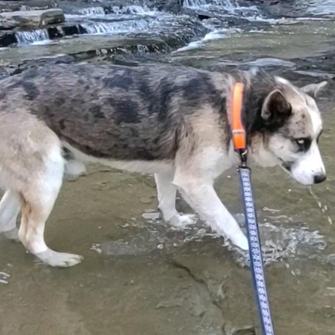 Enlarge Bernie, a Adoptable mixed breed in Clay City, KY image 2/5