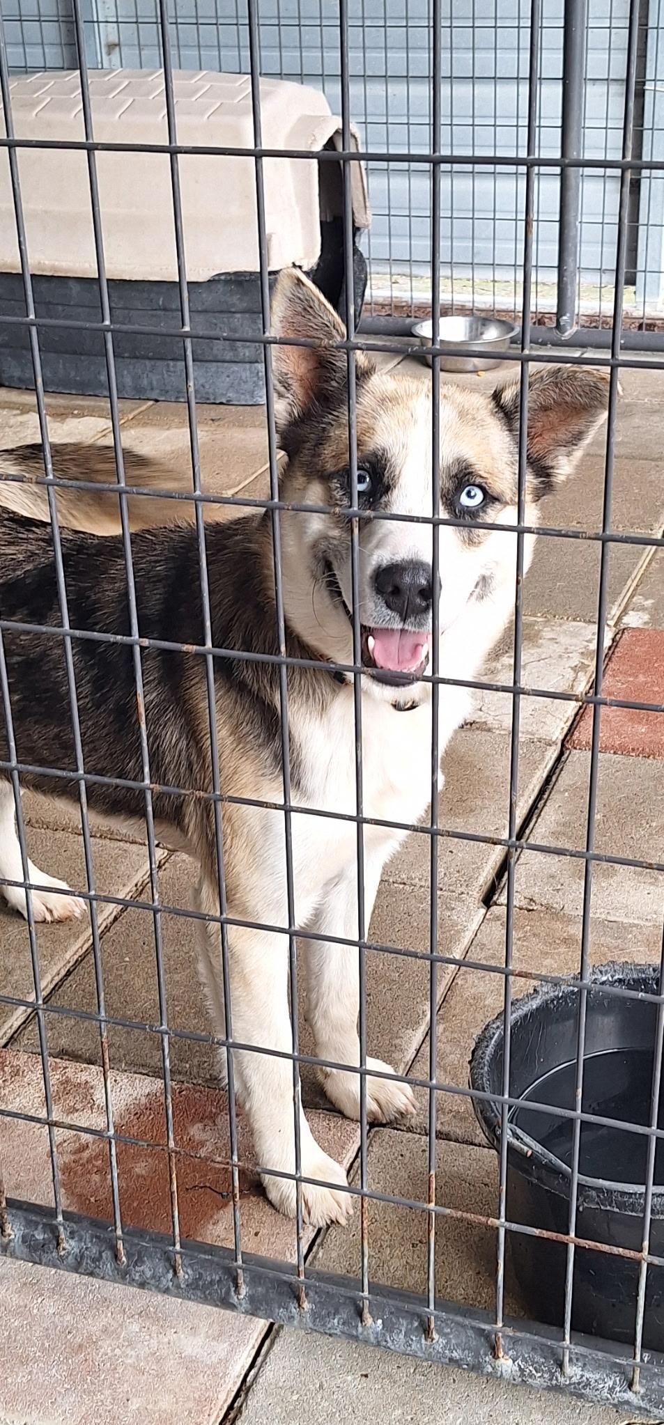 Enlarge Bernie, a Adoptable mixed breed in Clay City, KY image 1/4