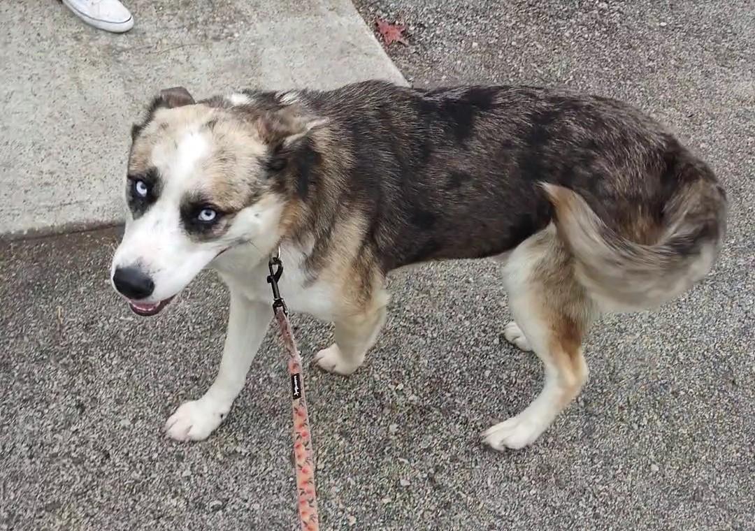 Enlarge Bernie, a Adoptable mixed breed in Clay City, KY image 4/4