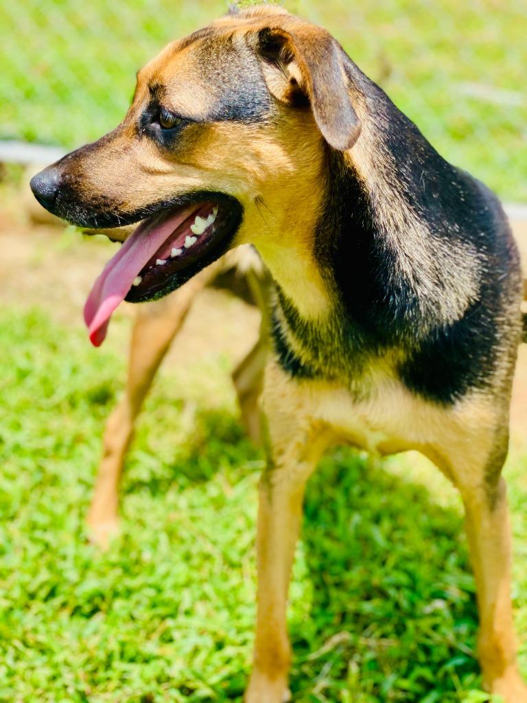 Molly, Adoptable, Young Female Mixed Breed.