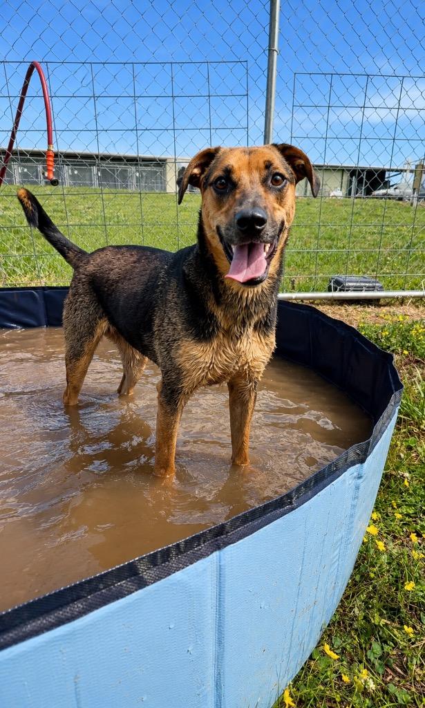 Molly- Available, a Adoptable mixed breed in Chickamauga , GA image 1/4