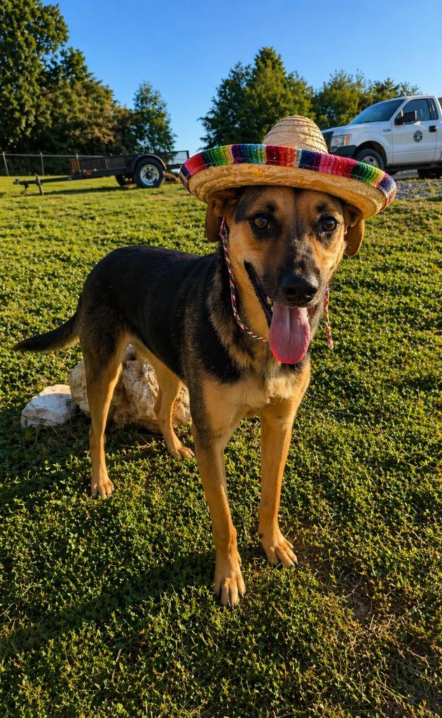 Molly- Available for Adoption, Adoptable, Young Female Mixed Breed.