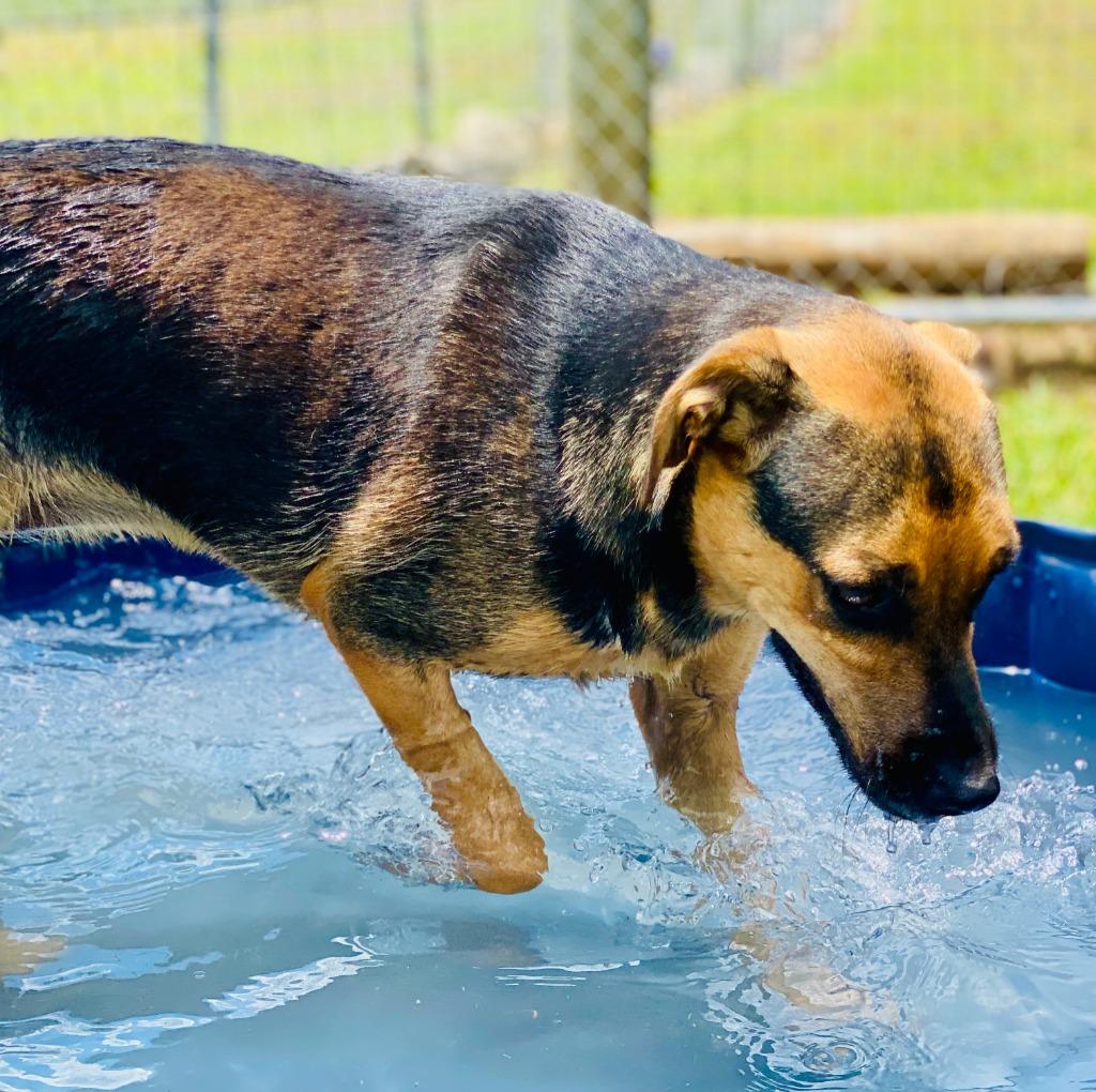 Molly, a Adoptable mixed breed in Chickamauga , GA image 4/5