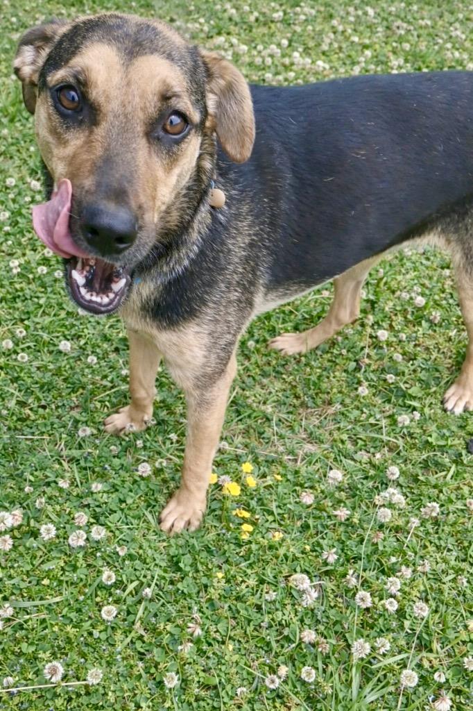Enlarge Molly- Available for Adoption, a Adoptable mixed breed in Chickamauga , GA image 2/3