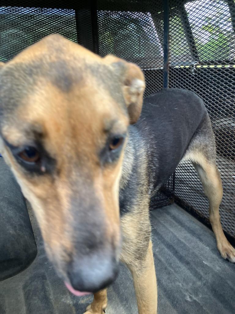 Enlarge Molly- Available for Adoption, a Adoptable mixed breed in Chickamauga , GA image 3/3