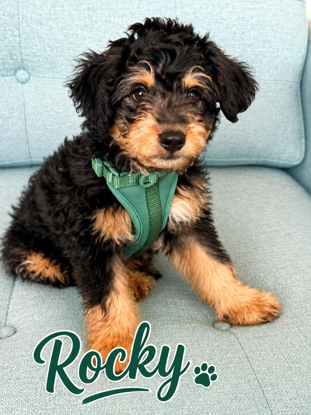 Rocky, Adoptable, Puppy Male Mixed Breed.