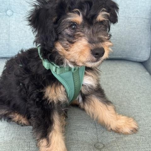 Enlarge Rocky, a Adoptable mixed breed in Santa Monica, CA image 2/5