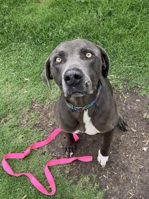 LEO, Adoptable, Adult Male Weimaraner & Mixed Breed.