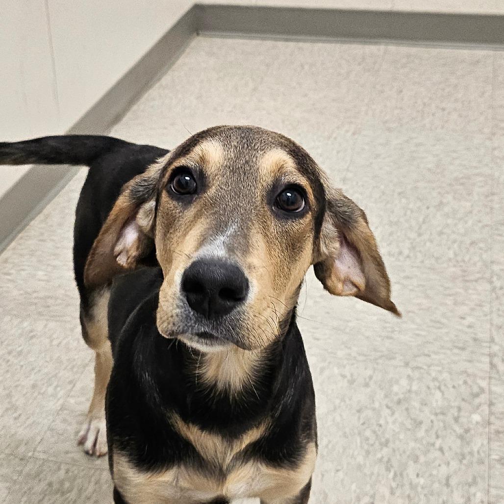 Daniel, a Adoptable mixed breed in Chatham, VA image 1/2
