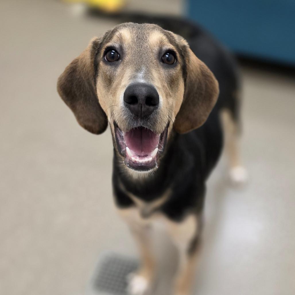 Enlarge Daniel, a Adoptable mixed breed in Chatham, VA image 3/5