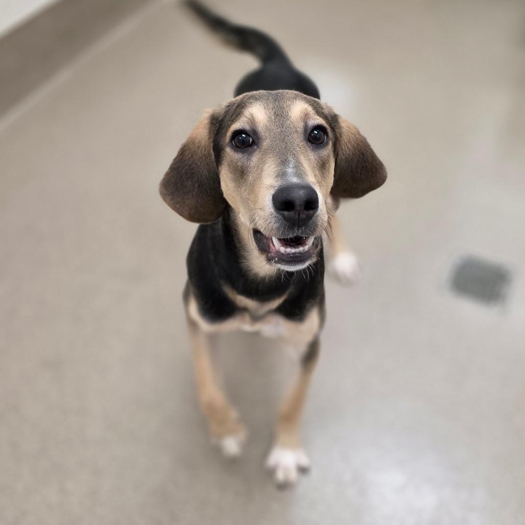 Enlarge Daniel, a Adoptable mixed breed in Chatham, VA image 4/5