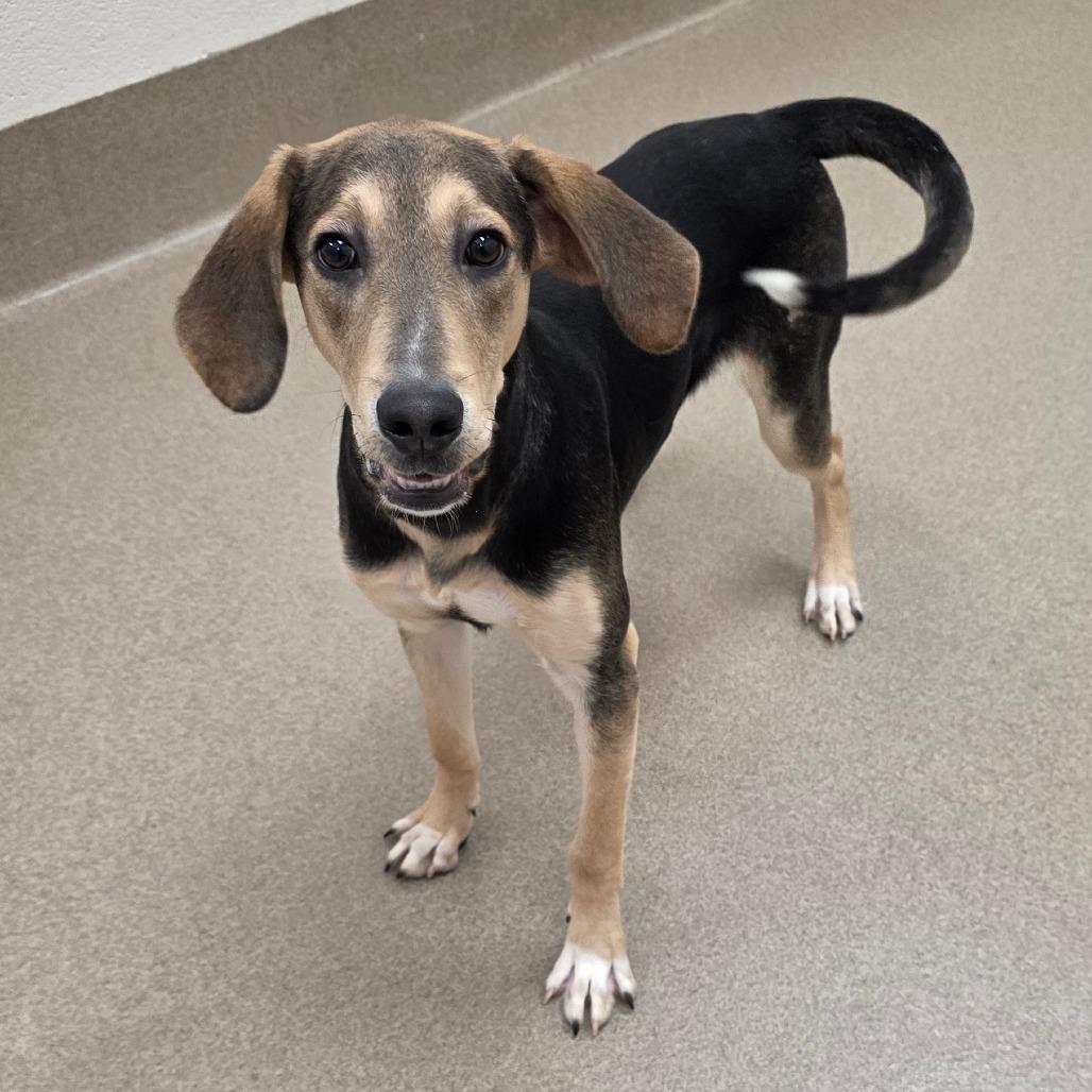 Enlarge Daniel, a Adoptable mixed breed in Chatham, VA image 5/5