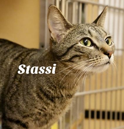 Enlarge Stassi, a Adoptable Domestic Short Hair in Owasso, OK image 2/3