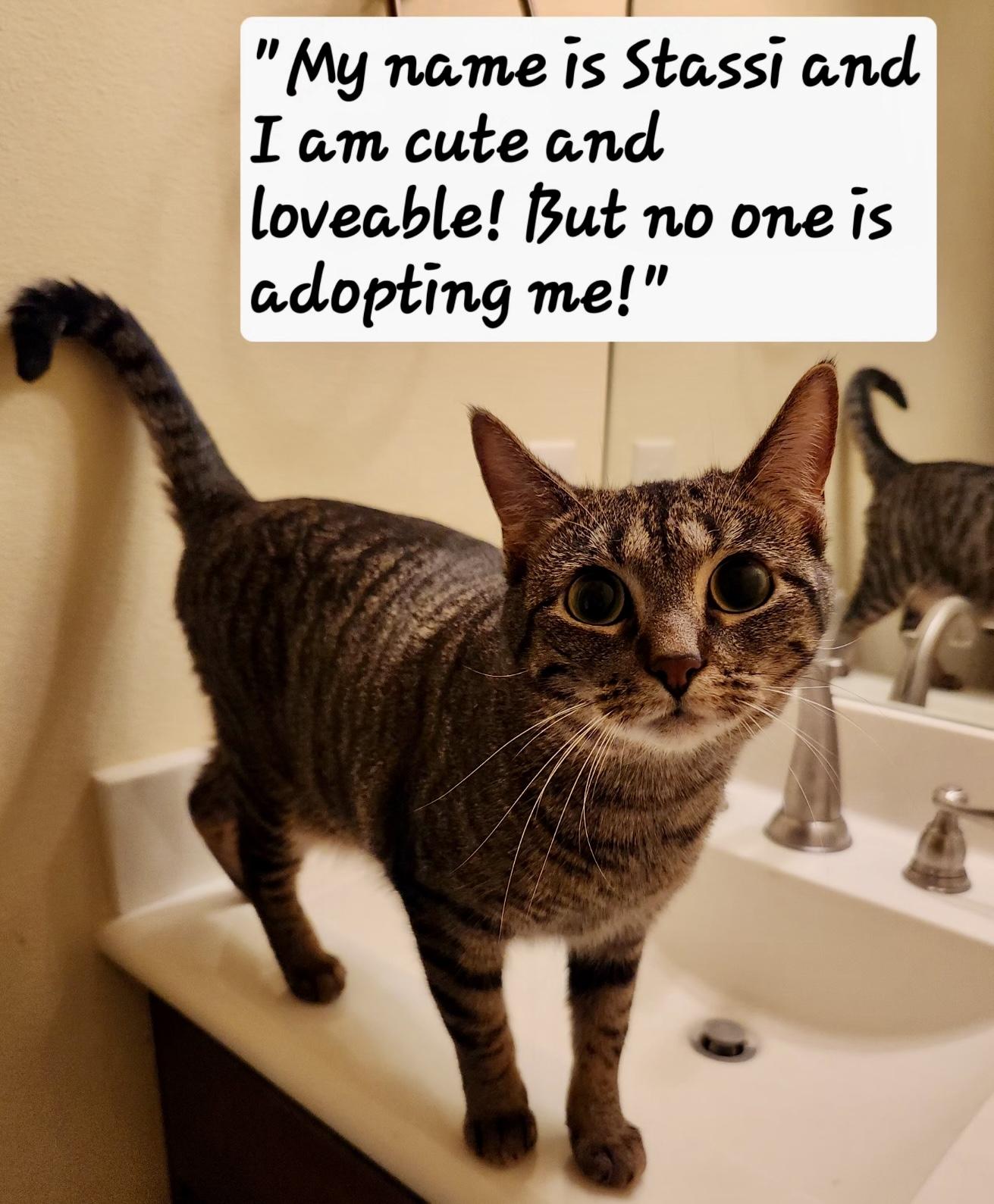 Enlarge Stassi, a Adoptable Domestic Short Hair in Owasso, OK image 1/3