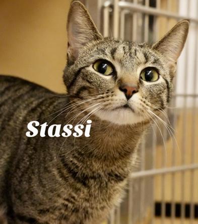 Enlarge Stassi, a Adoptable Domestic Short Hair in Owasso, OK image 3/3