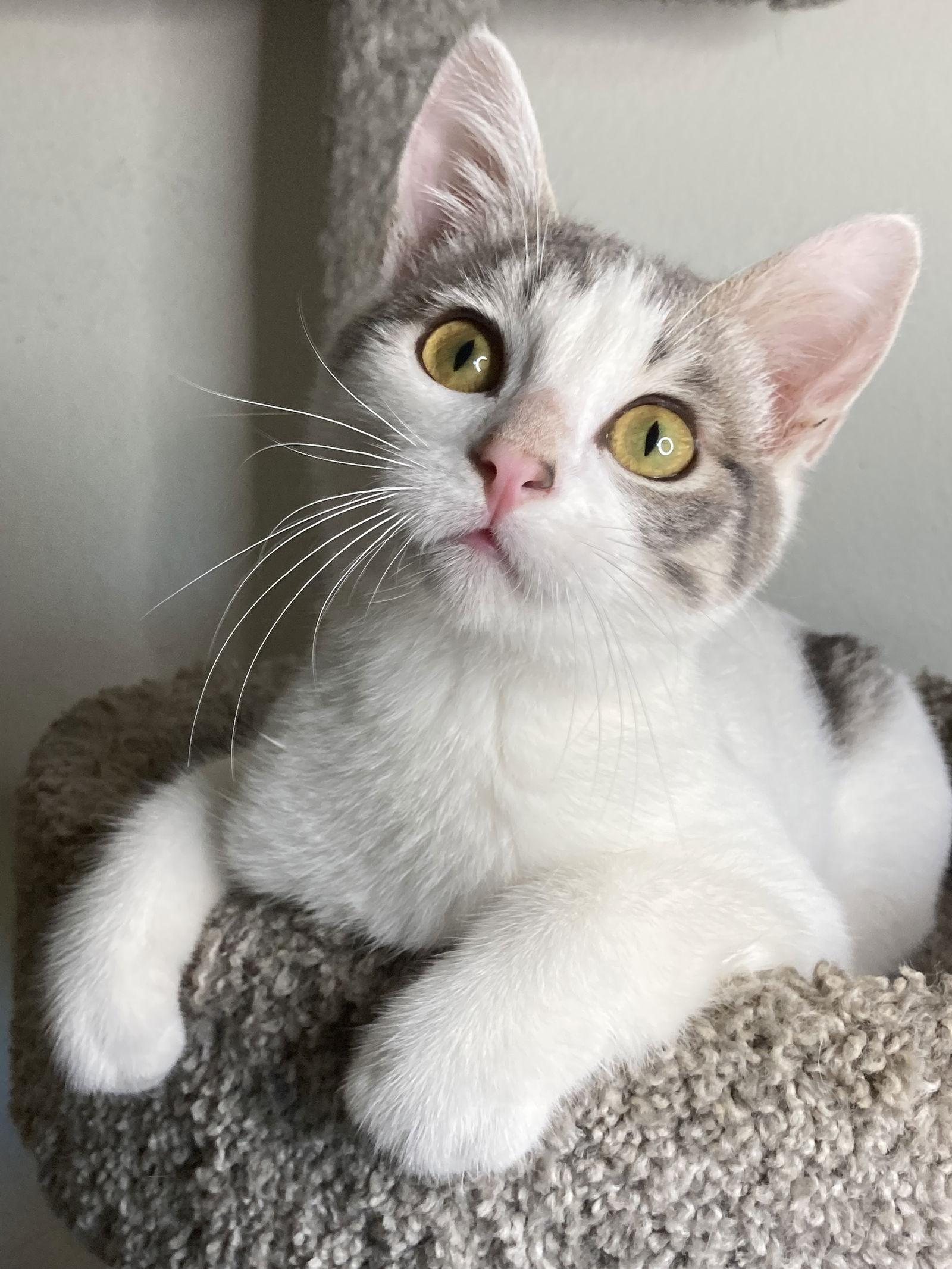 Enlarge Cosmo, a Adoptable mixed breed in San Diego, CA image 1/3