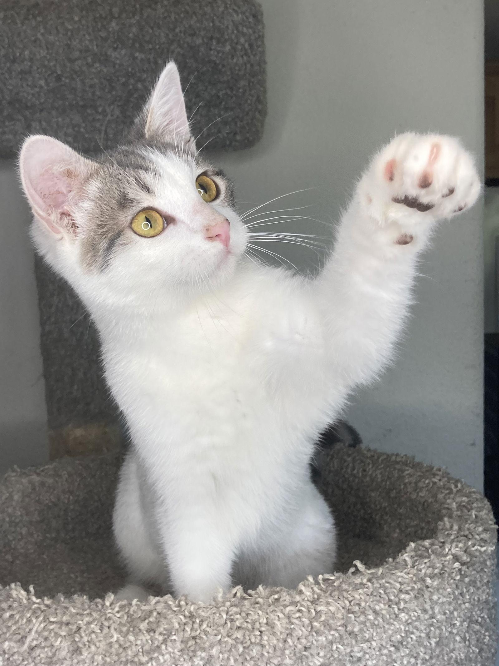 Enlarge Cosmo, a Adoptable mixed breed in San Diego, CA image 2/3