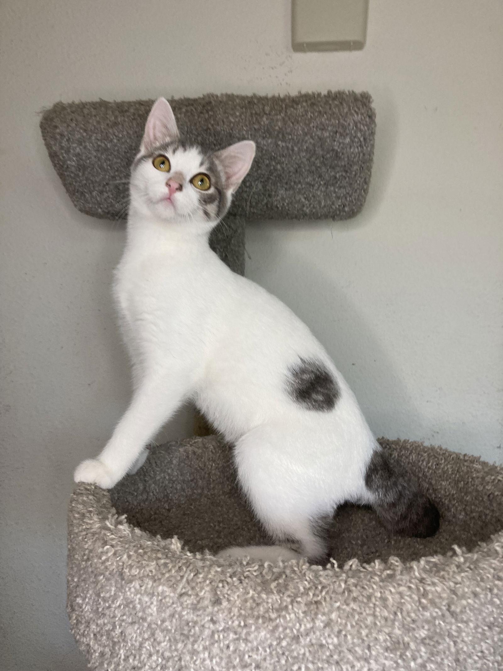Cosmo, Adoptable, Young Male Domestic Short Hair & Tabby.