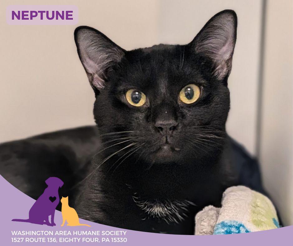 Neptune, ADOPTABLE, Young Male Domestic Short Hair.