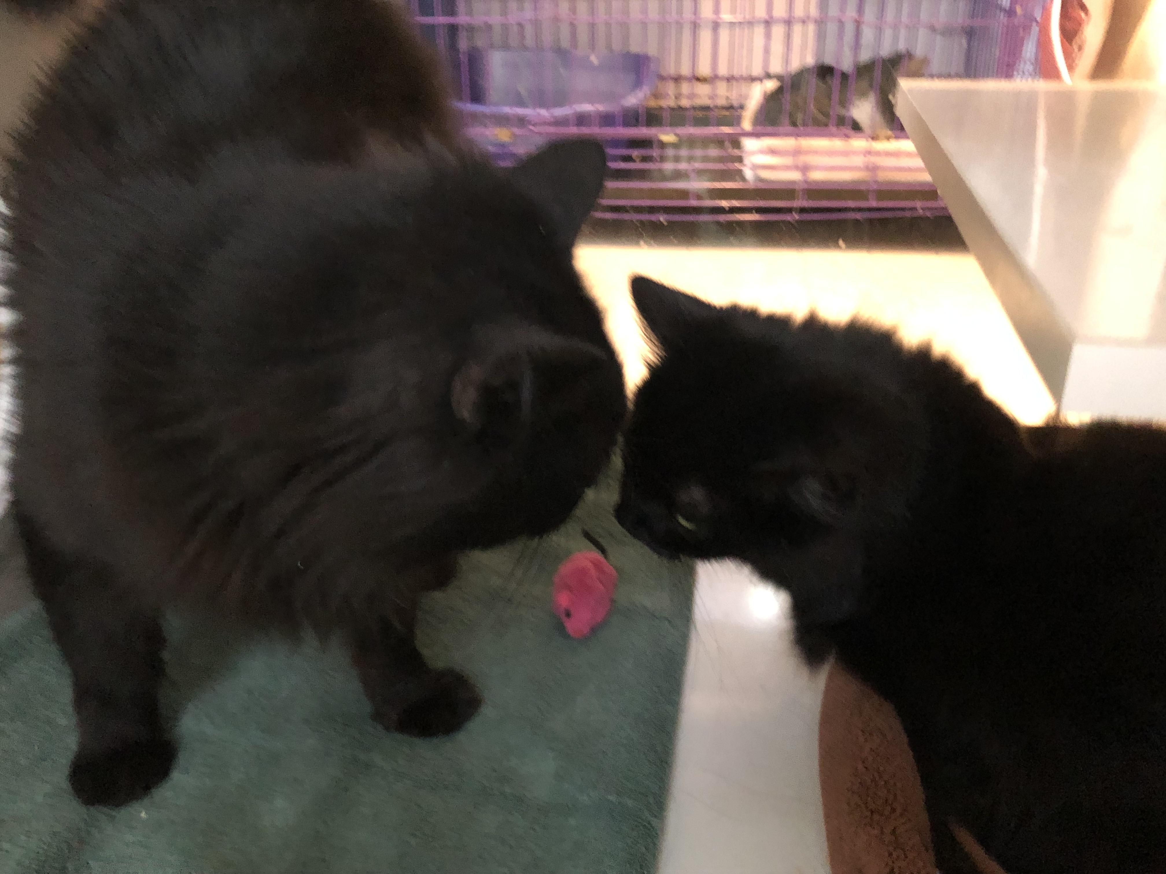 Ghost and Buster, ADOPTABLE, Adult Male Domestic Medium Hair.