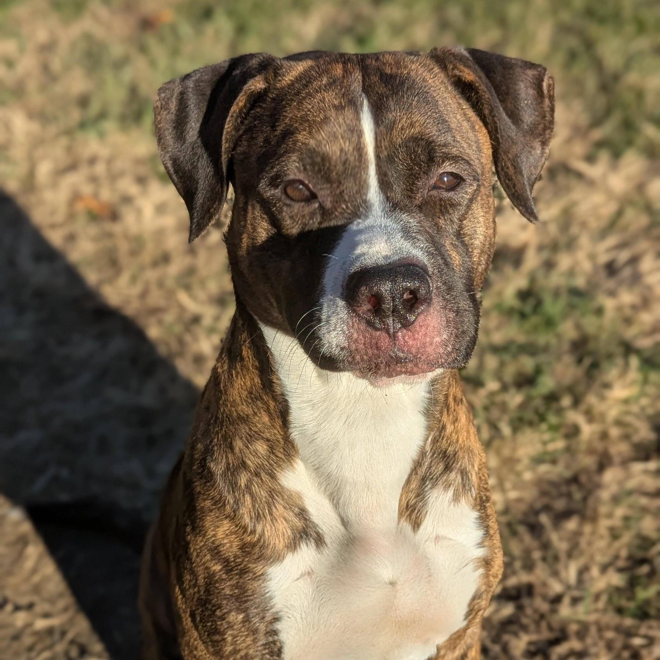 Enlarge Arrow, a Adoptable Mixed Breed in Benton Harbor, MI image 1/3