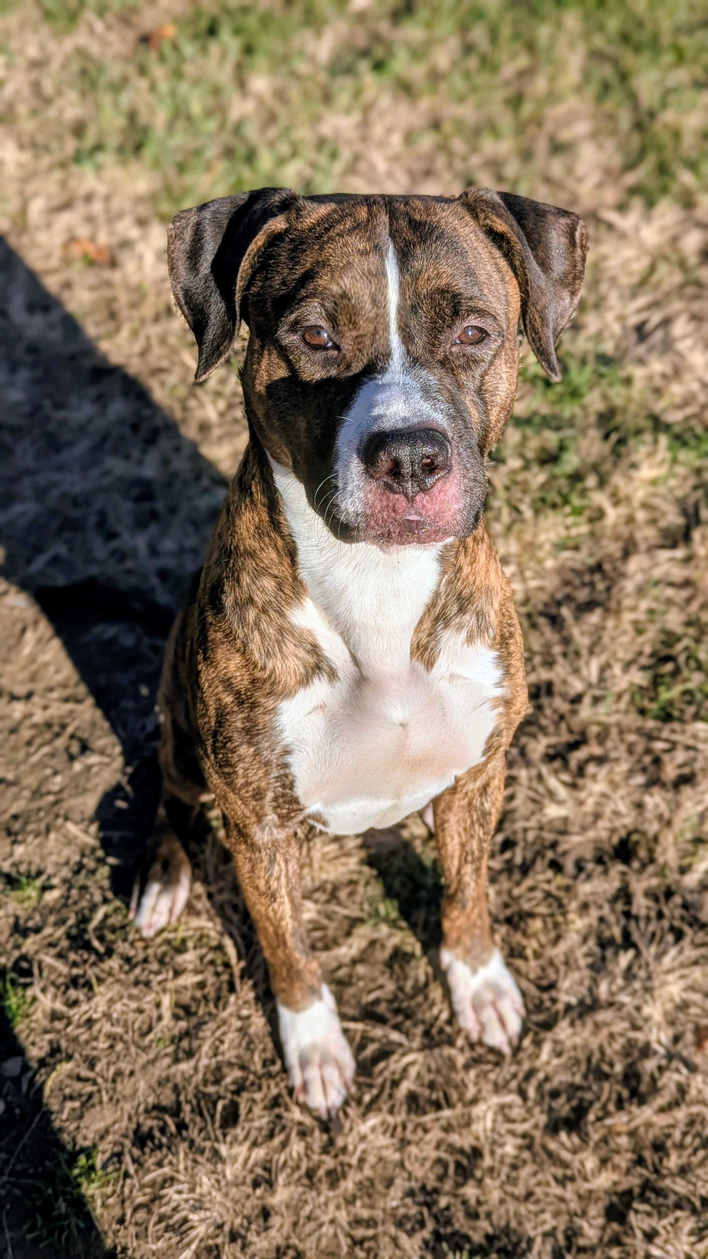 Enlarge Arrow, a Adoptable Mixed Breed in Benton Harbor, MI image 2/3