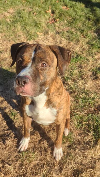 Enlarge Arrow, a Adoptable Mixed Breed in Benton Harbor, MI video 3/3