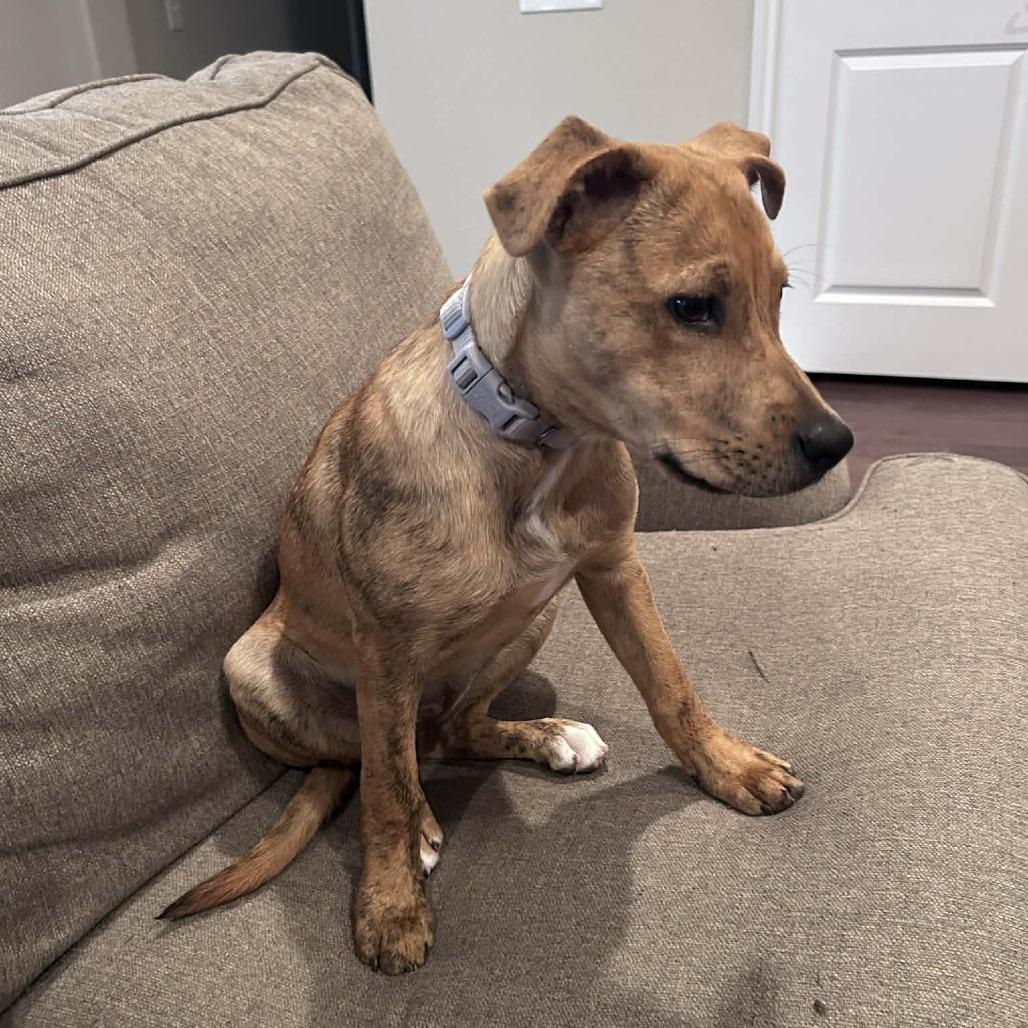 Coco WT — thumbnail 3