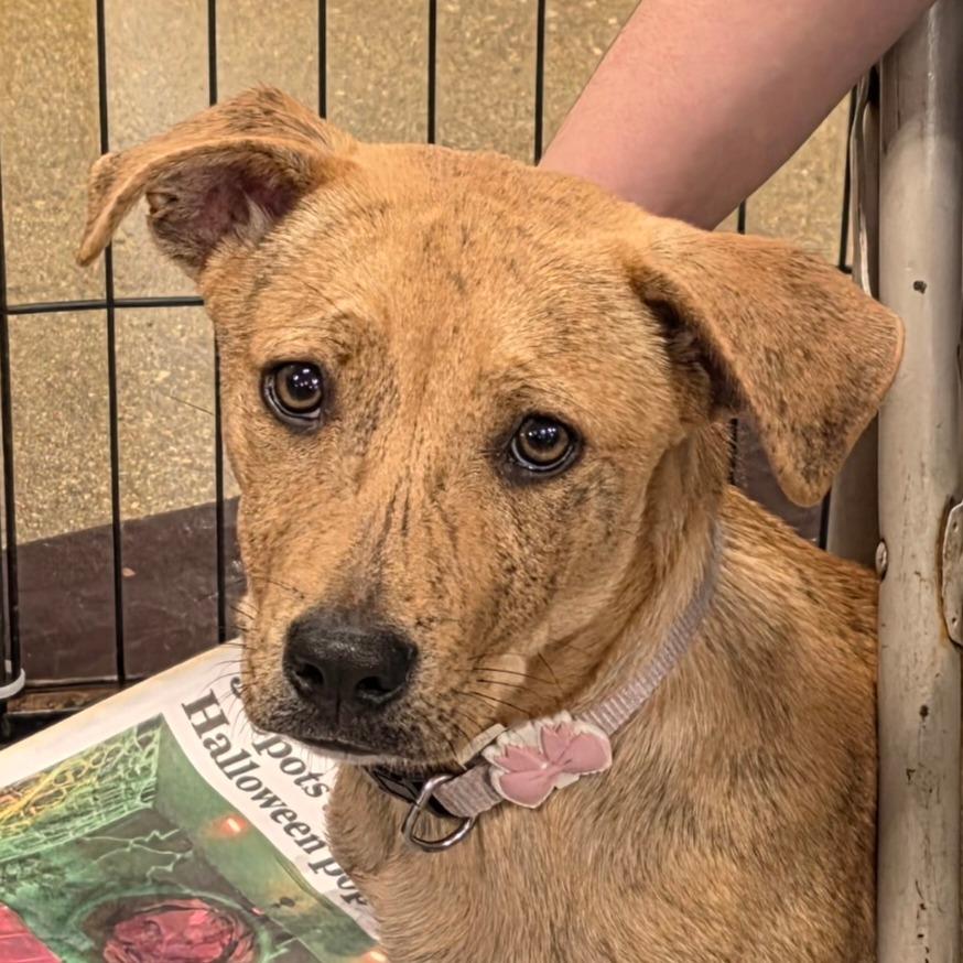 Coco WT — thumbnail 5