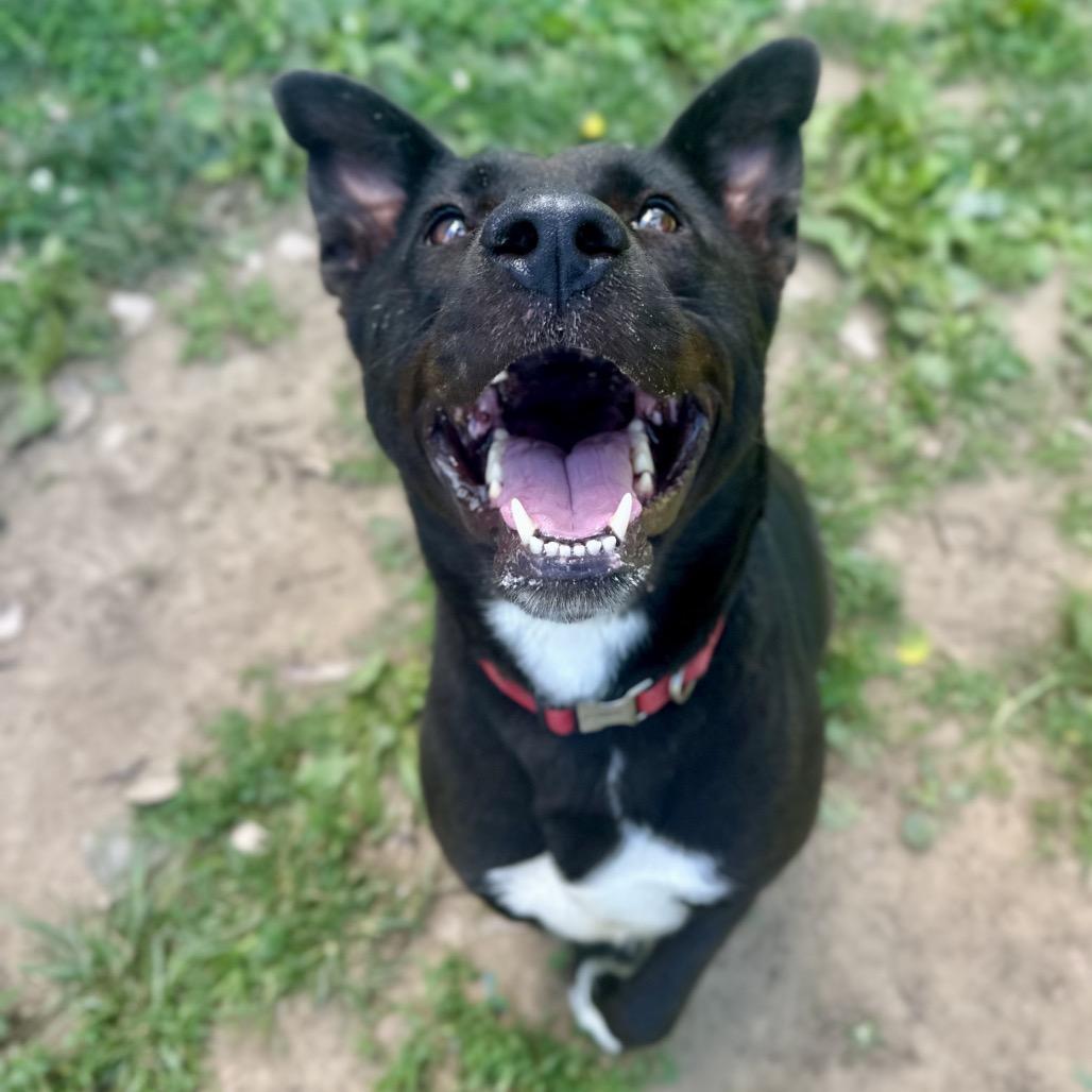 Zeppelin, Adoptable, Adult Female Mixed Breed.