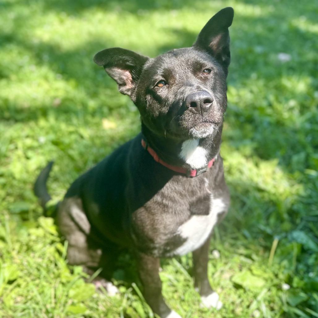 Enlarge Zeppelin, a Adoptable Mixed Breed in Warrensburg, MO image 2/3
