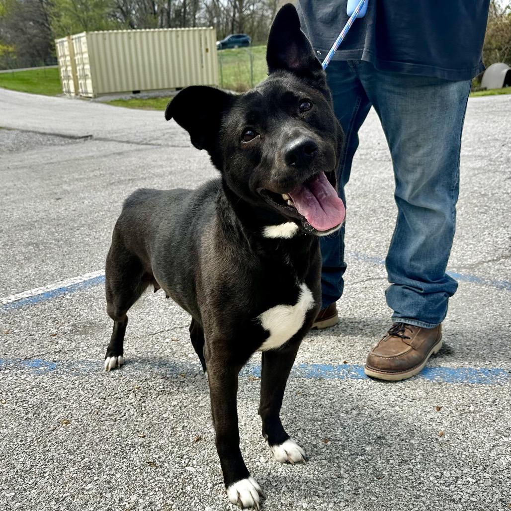 Zeppelin, Adoptable, Adult Female Mixed Breed.
