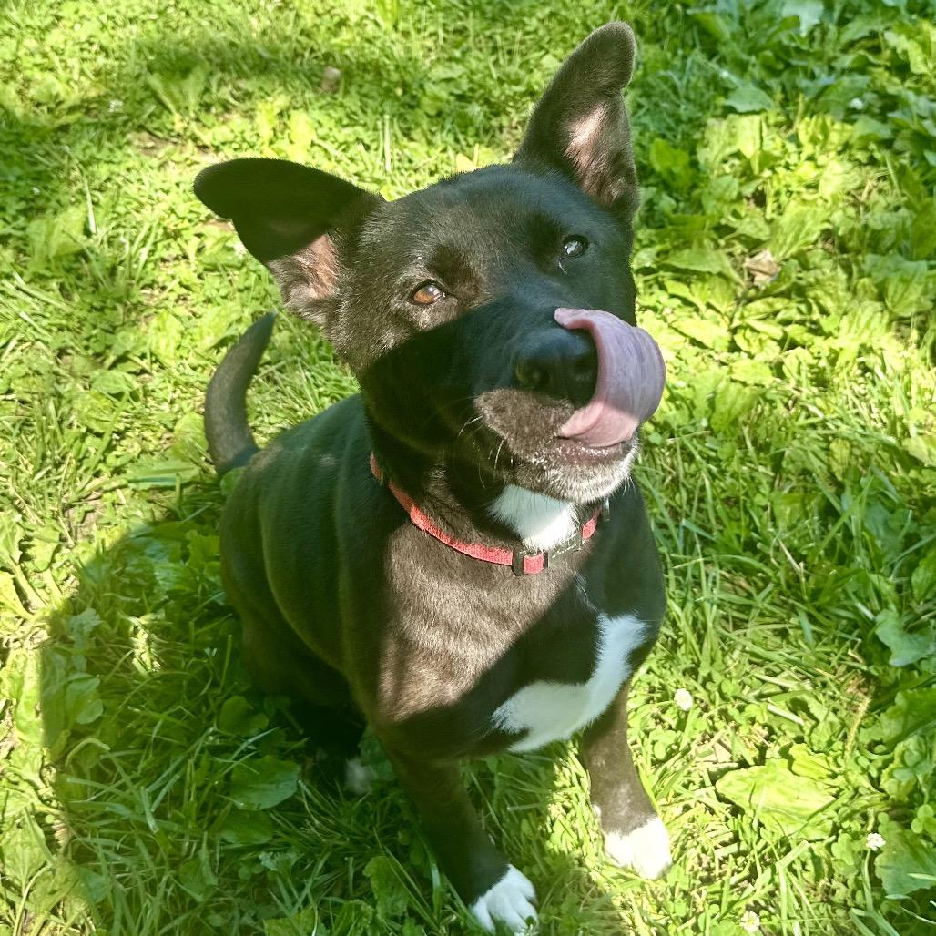 Enlarge Zeppelin, a Adoptable Mixed Breed in Warrensburg, MO image 3/3