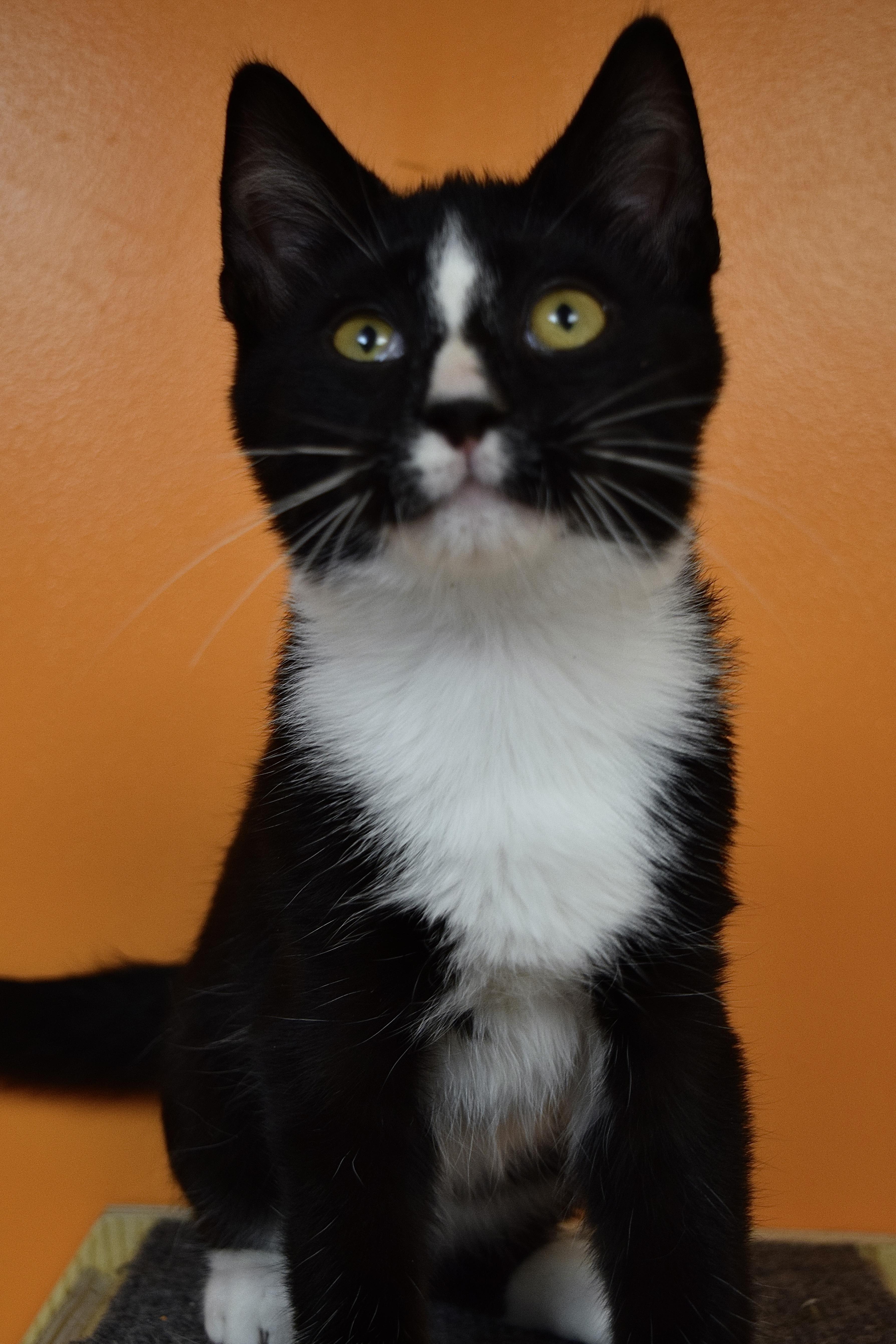 Donut, Adopted, Kitten Male Domestic Short Hair.