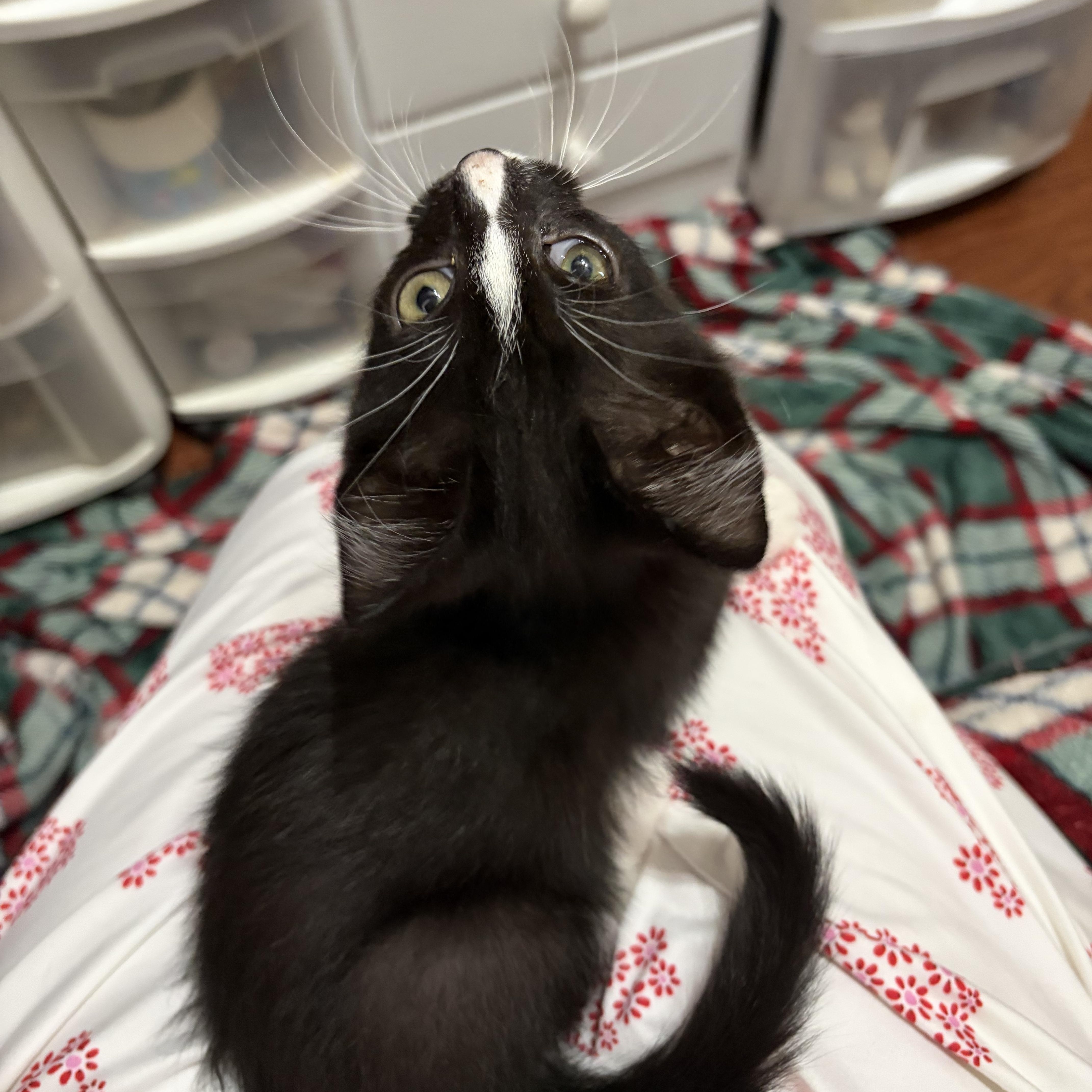 Donut, a ADOPTABLE Domestic Short Hair in Muncie, IN image 2/3